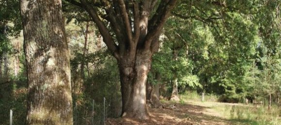 6 chambres Maison à Villefranche-sur-Cher, France No. 217480 22