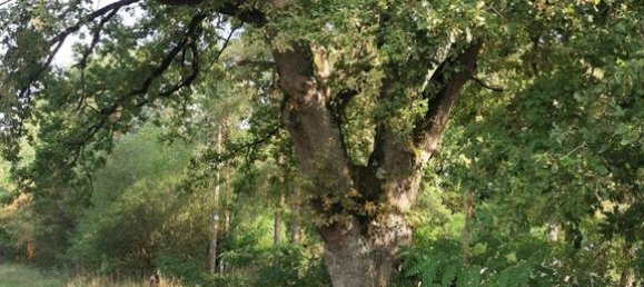 6 chambres Maison à Villefranche-sur-Cher, France No. 217480 23