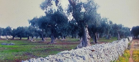 5500m² Land in Salve, Italy No. 252490 10