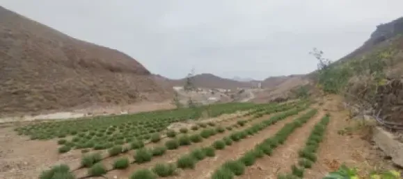 Terrain à Las Palmas De Gran Canaria, Spain No. 169776 6