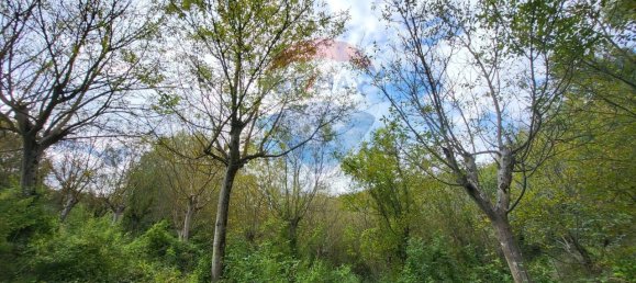 1-Zimmer Grundstück in Serra San Quirico, Italy, Nr. 4778 7