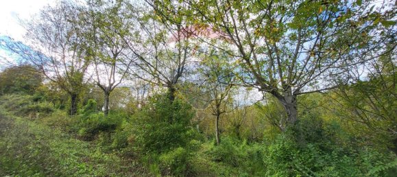 1-Zimmer Grundstück in Serra San Quirico, Italy, Nr. 4778 6