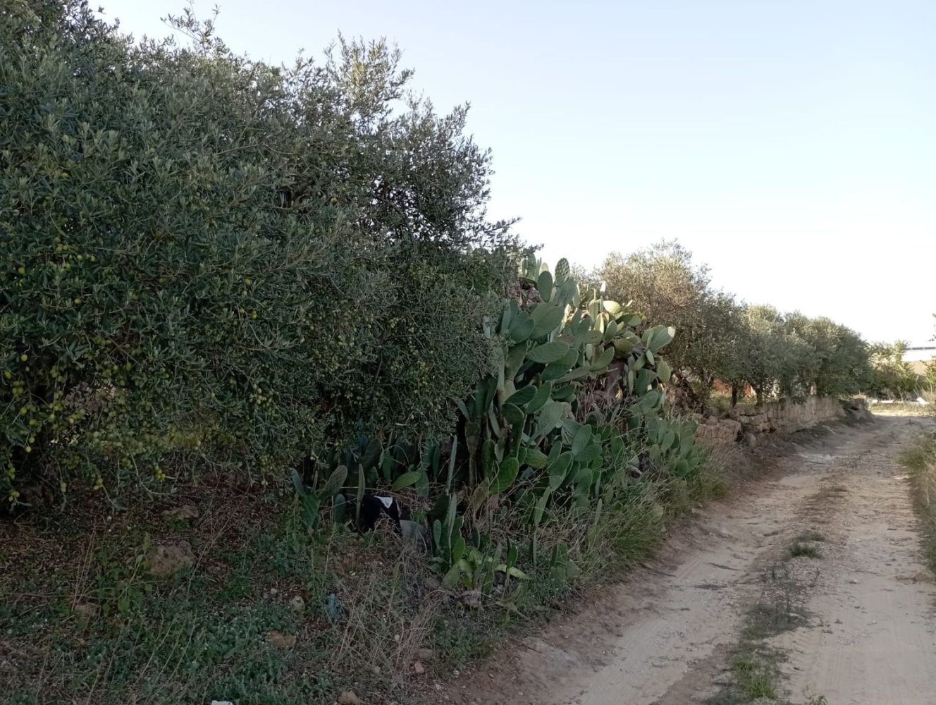 6 rooms House in Marsala, Italy No. 83596