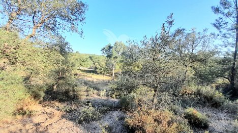 61760m² Land in Sarzedas, Portugal No. 91753