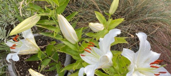 7 rooms Townhouse in Rendsburg-Eckernforde, Germany No. 333389 10