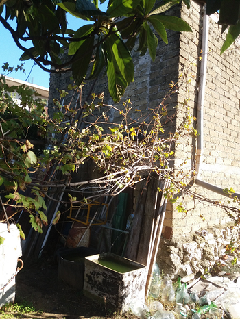 Terrain à Fara in Sabina, Italy 4666m² No. 307733