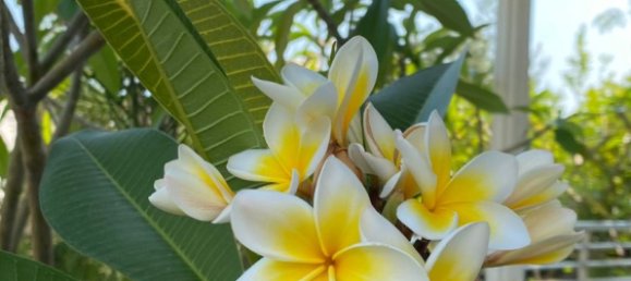 Villa 3+1 in Tepe, Turkey, Nr. 5557 28