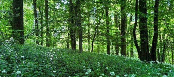 12غرفة فيلا في Linz, Austria رقم 52902 10