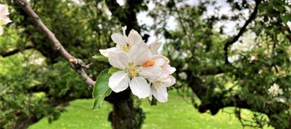 Grundstück in Krems an der Donau, Austria, Nr. 256878 3