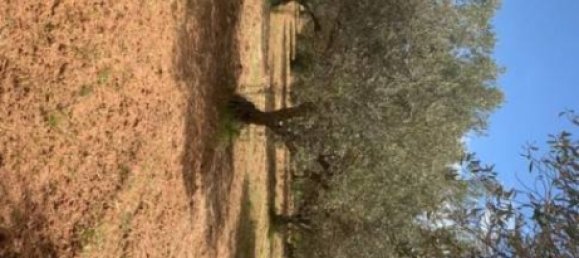 Terreno em Caltagirone, Italy 18 m² N.º 359113 4