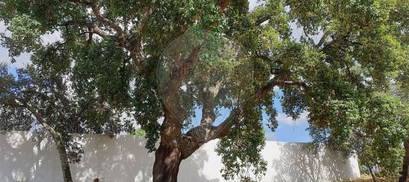 2 غرف نوم منزل في Ponte de Sor, Portugal رقم 20282 14