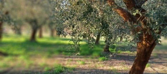 Земельный участок 5000м² в Поджо Империале, Италия № 173189 3