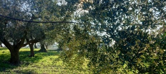 Земельный участок 5000м² в Поджо Империале, Италия № 173189 10