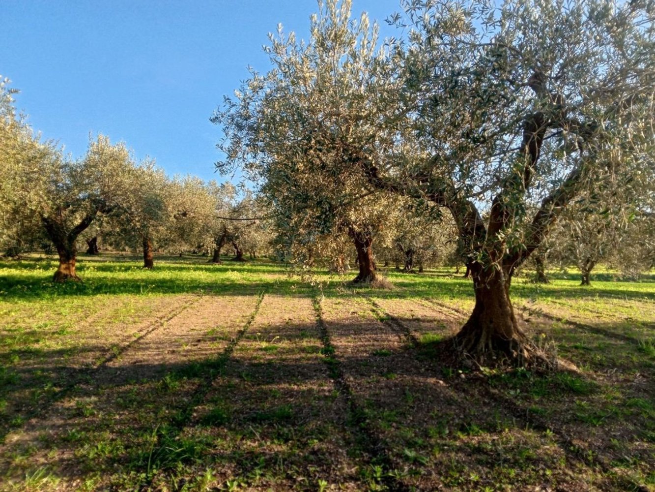 Земельный участок 5000м² в Поджо Империале, Италия № 173189