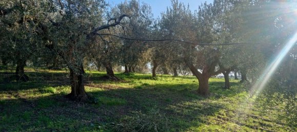 Земельный участок 5000м² в Поджо Империале, Италия № 173189 11