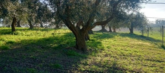 Земельный участок 5000м² в Поджо Империале, Италия № 173189 9