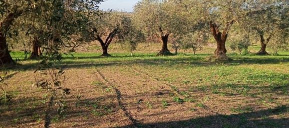 Земельный участок 5000м² в Поджо Империале, Италия № 173189 6