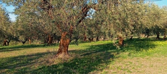 Земельный участок 5000м² в Поджо Империале, Италия № 173189 7