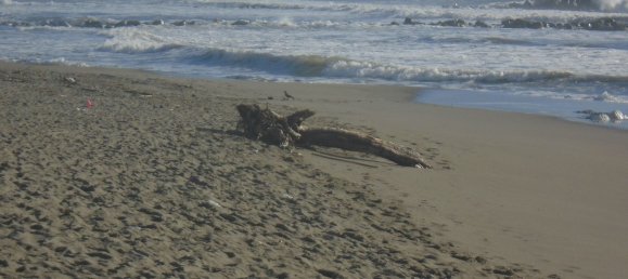 3-salle Appartement à Montignoso, Italy No. 216541 13