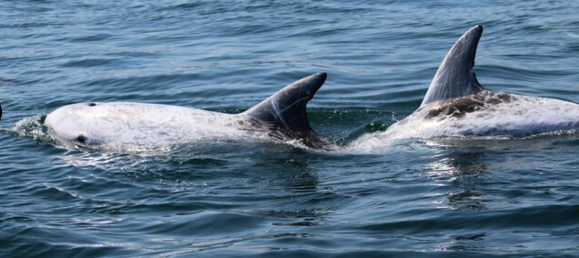 2 bedrooms Villa in Lagoa, Portugal No. 110123 26