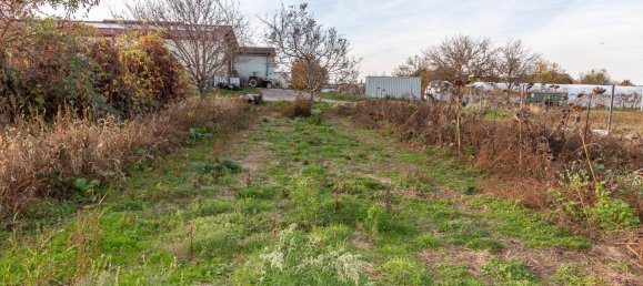 Grundstück in Gols, Austria 911m², Nr. 242829 2