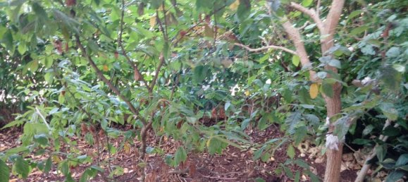 Вилла с 2 спальнями в Кассано делле Мурдже, Италия № 138434 27