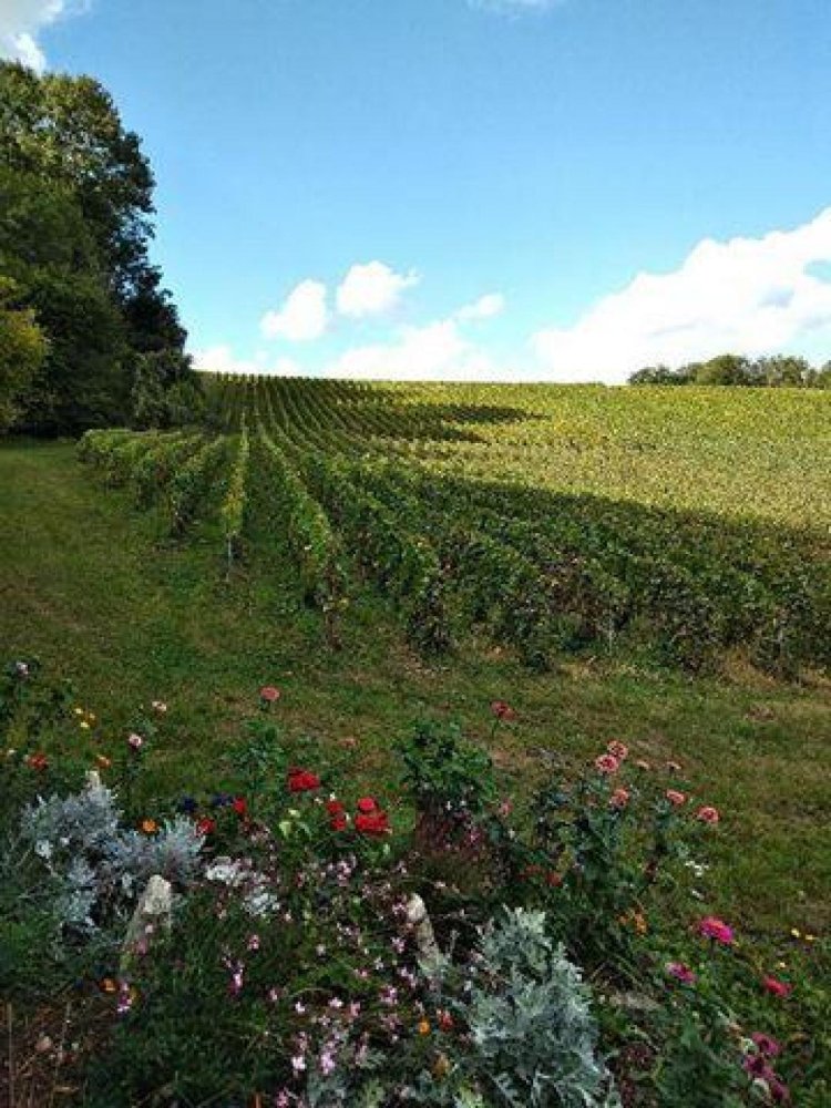  محل تجاري في Reims, France رقم 20456