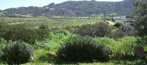 3 rooms House in Sardinia, Italy No. 263626 13