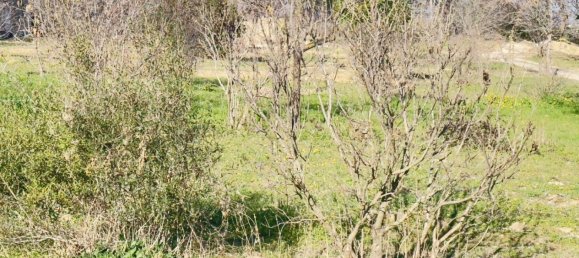 530m² Land in Saint-Alexandre, France No. 98730 16