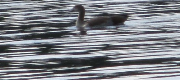  قطعة أرض في Gutersloh, Germany رقم 348871 4