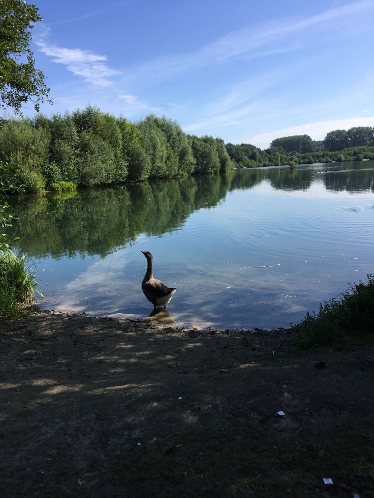  قطعة أرض في Gutersloh, Germany رقم 348871