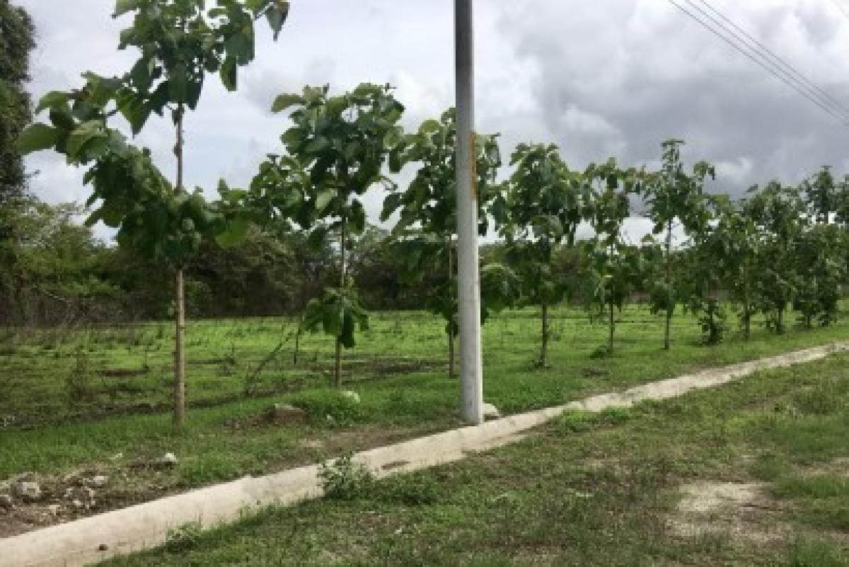  Land in Liberia, Costa Rica No. 1483