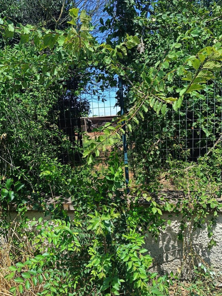 11087m² Land in Fiumicino, Italy No. 286772