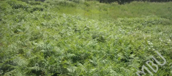 Land in Valenca, Portugal No. 56068 8