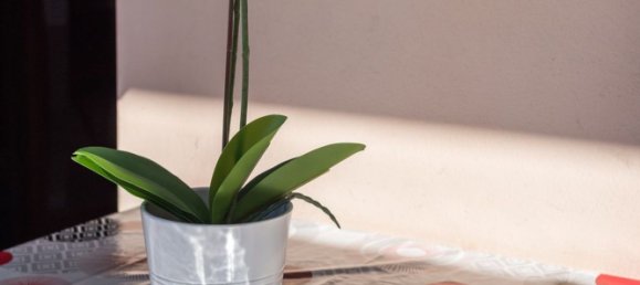 3 chambres Appartement à Rome, Italy No. 342169 30