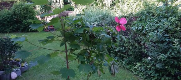 Estudio en Goslar, Germany No. 364025 5