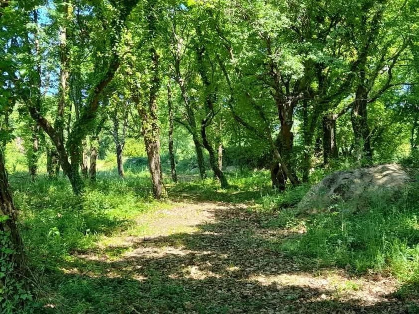 6000m² Land in Roccastrada, Italy No. 252070