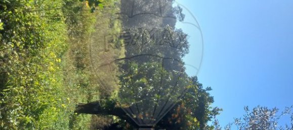 1200m² Land in Macas de Dona Maria, Portugal No. 90335 3