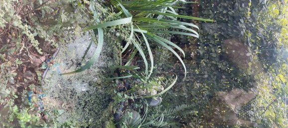 4-Zimmer Haus in Euskirchen, Germany, Nr. 337662 6