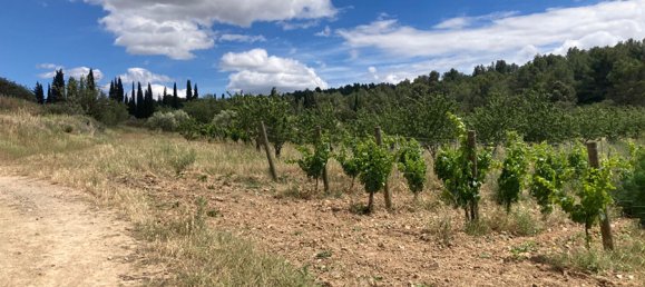 Castillos de 6 habitaciónes en Narbonne, France No. 292575 10