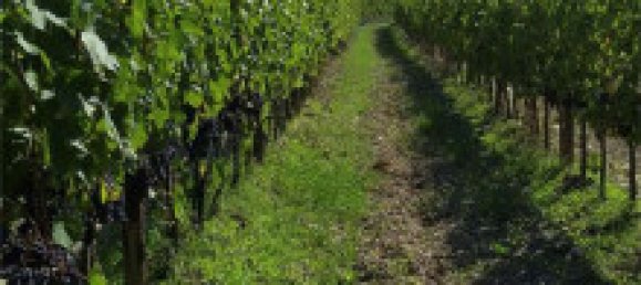 6غرفة فندق في Montalcino, Italy رقم 118527 19