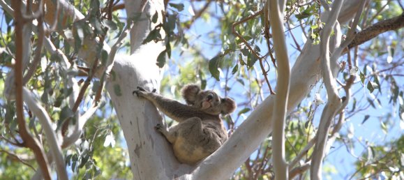 4 غرف نوم مزرعة في Thorneside, Australia رقم 1035 13