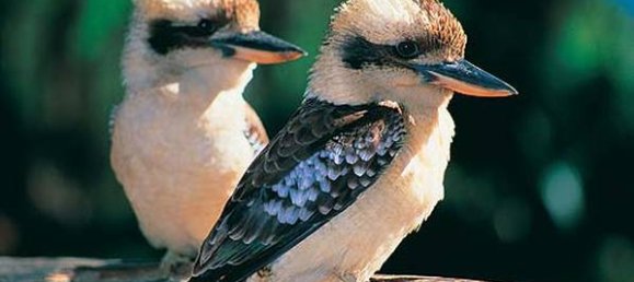 4 غرف نوم مزرعة في Thorneside, Australia رقم 1035 12