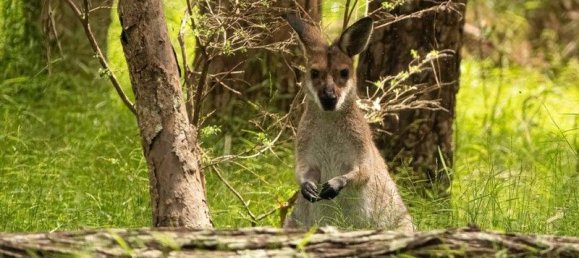 4 غرف نوم مزرعة في Thorneside, Australia رقم 1035 15