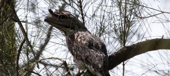 4 غرف نوم مزرعة في Thorneside, Australia رقم 1035 14