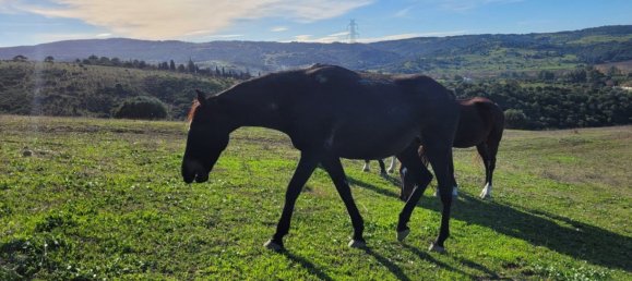 6 bedrooms House in San Martin del Tesorillo, Spain No. 143818 18