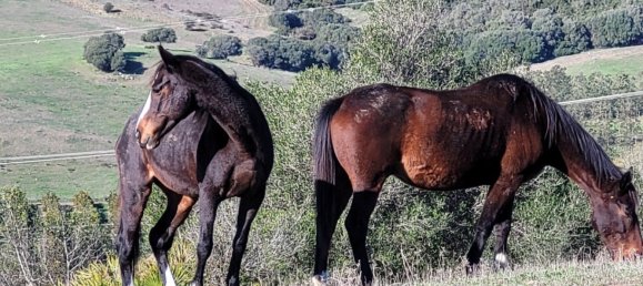 6 bedrooms House in San Martin del Tesorillo, Spain No. 143818 2