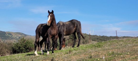 6 bedrooms House in San Martin del Tesorillo, Spain No. 143818 19