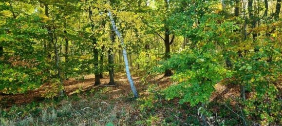 7-Zimmer Stadthaus in Vorpommern-Greifswald, Germany, Nr. 148495 20