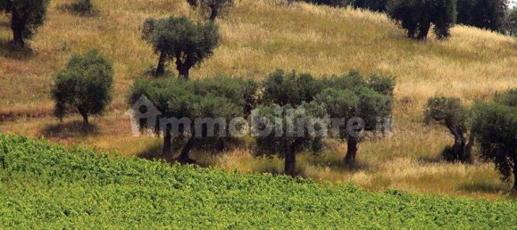 5 rooms Commercial property in Castiglione della Pescaia, Italy No. 210897 18